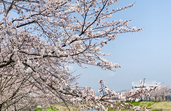 桜満開 桜満開です🌸🌸